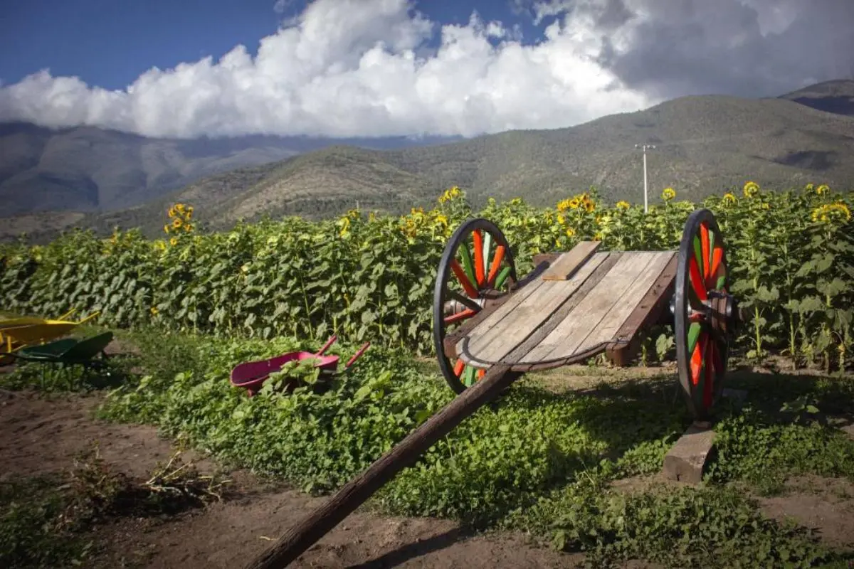 Huerta de los girasoles. Foto de Huerta de los girasoles.
