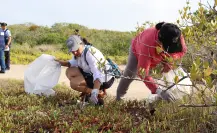 Recolectan casi 2 toneladas de basura en jornada de limpieza de manglar en Yucatán