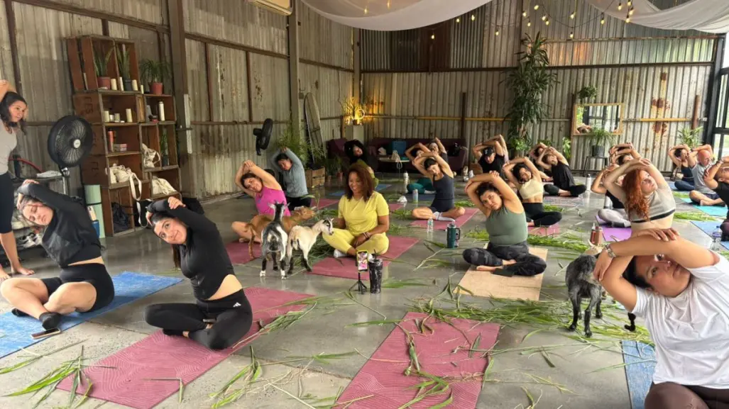 ¿Yoga con cabras? Conoce la experiencia única en Monterrey