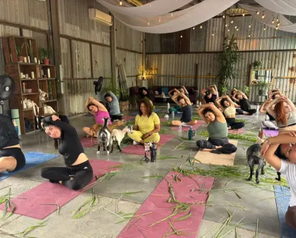 ¿Yoga con cabras? Conoce la experiencia única en Monterrey