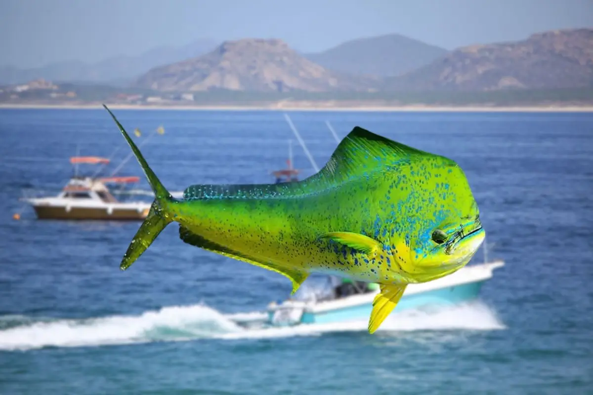 Foto: Turismo La Paz | Foto: Pescatore Seafood