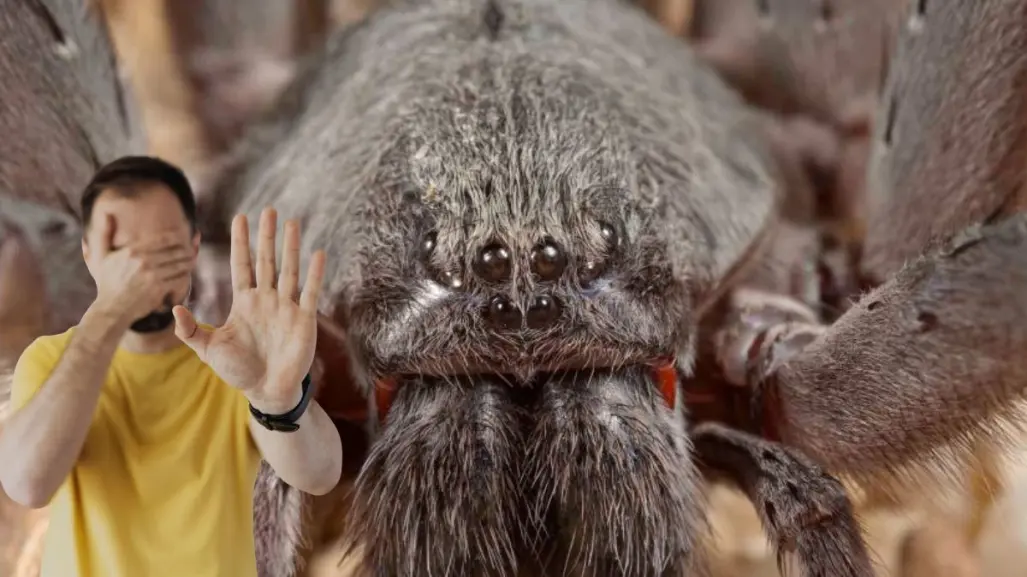 Esta es la araña gigante que vive en las montañas de Baja California Sur