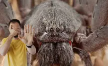 Esta es la araña gigante que vive en las montañas de Baja California Sur