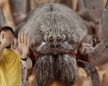 Esta es la araña gigante que vive en las montañas de Baja California Sur