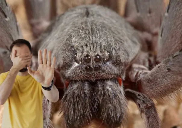 Esta es la araña gigante que vive en las montañas de Baja California Sur