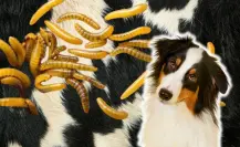 ¿Cómo identificar al gusano barrenador en animales y mascotas en Yucatán?