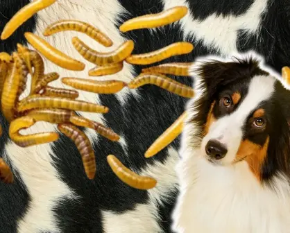 ¿Cómo identificar al gusano barrenador en animales y mascotas en Yucatán?