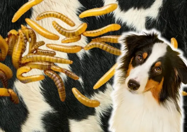 ¿Cómo identificar al gusano barrenador en animales y mascotas en Yucatán?