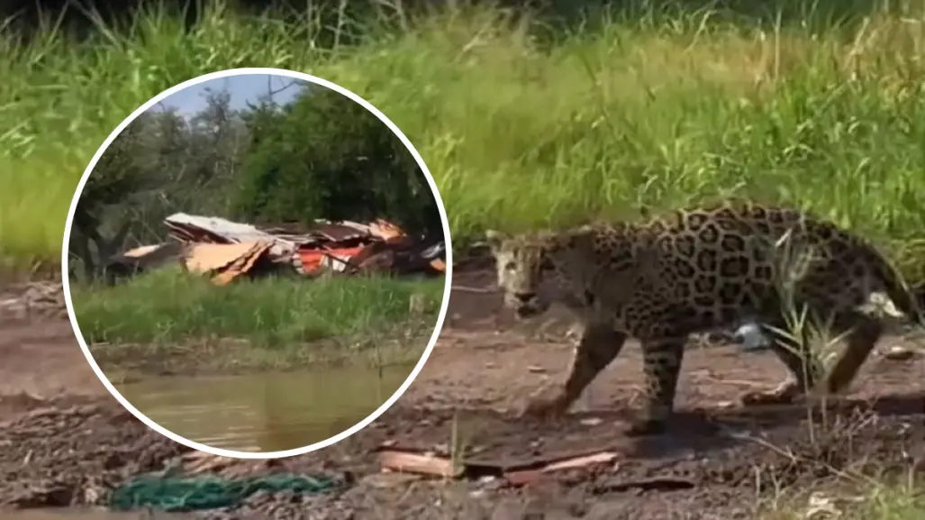 VIDEO | Sorprende jaguar jugando entre basura en Biosfera de Nayarit