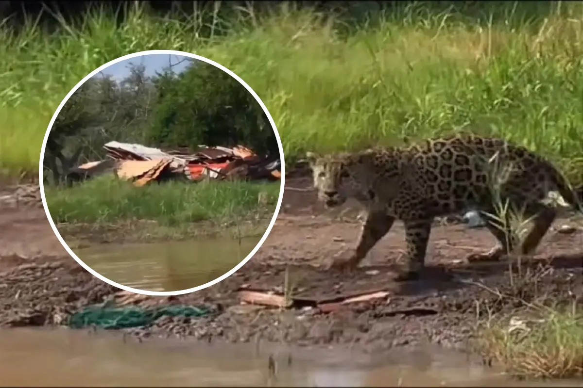 En un sorprendente hallazgo, un jaguar fue filmado persiguiendo aves en un basurero de Marismas Nacionales, área protegida. Foto: X @josuealeexis