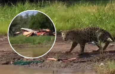 VIDEO | Sorprende jaguar jugando entre basura en Biosfera de Nayarit