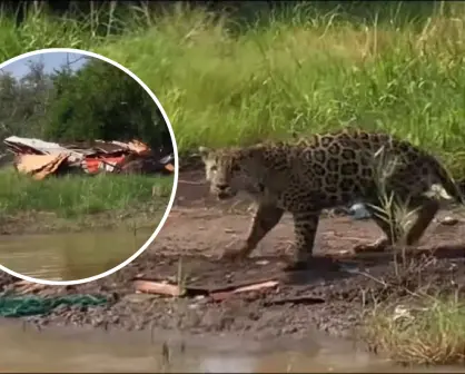 VIDEO | Sorprende jaguar jugando entre basura en Biosfera de Nayarit