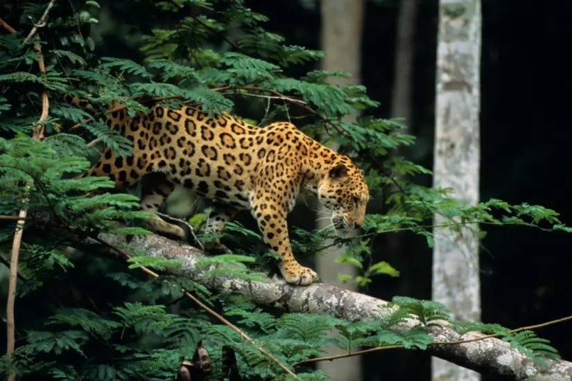 Un jaguar se dejó ver persiguiendo aves en un basurero dentro del área protegida de Marismas Nacionales, sorprendentemente. Foto: Canva