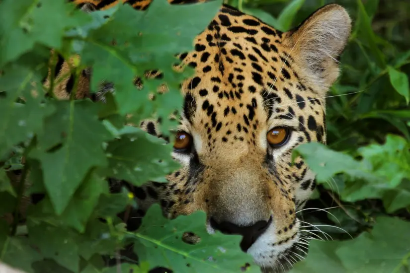 La captura de un jaguar persiguiendo aves en un basurero destaca la vida silvestre en el área protegida Marismas Nacionales. Foto: Canva
