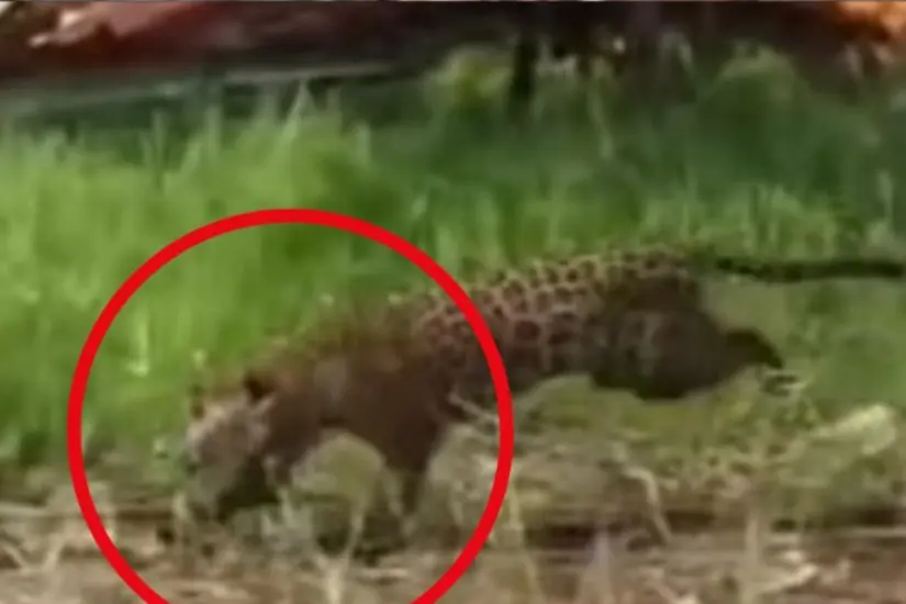 La reciente filmación de un jaguar persiguiendo aves en un basurero muestra la biodiversidad del área protegida Marismas Nacionales. Foto: X @josuealeexis