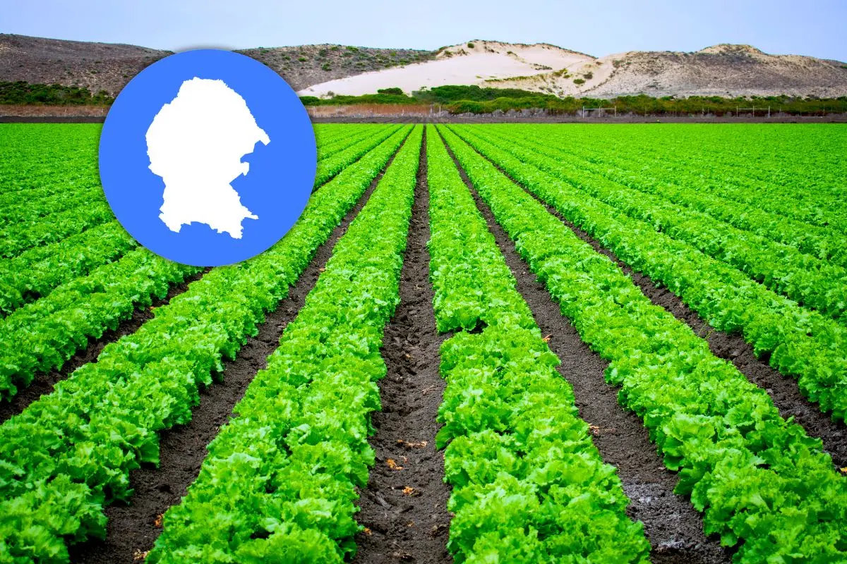 Frutas producidas en Coahuila. Foto de canva.