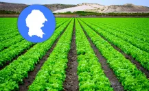 ¿Qué frutas exporta Coahuila y en qué regiones se producen?