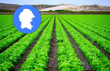 ¿Qué frutas exporta Coahuila y en qué regiones se producen?