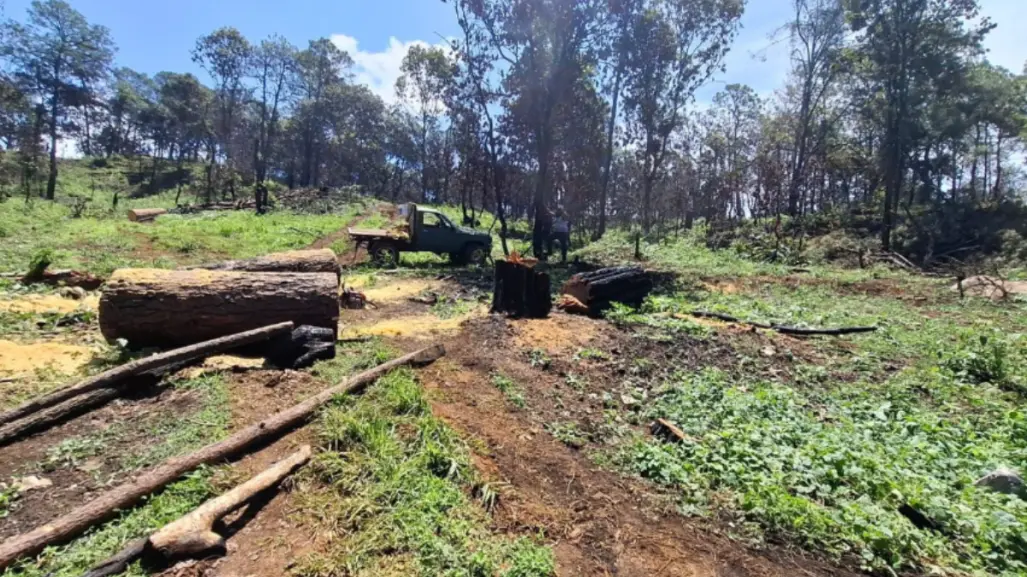 Tala de árboles continúa en Edomex: atrapan a presuntos talamontes en Lerma y los detienen