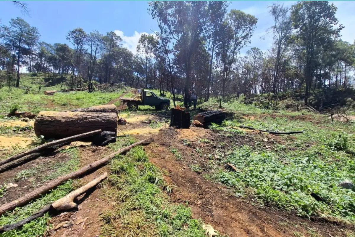 Bosque de México que ha sufrido tala de árboles. Foto: X (@SSeguridad_Mich)