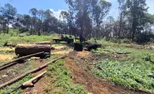 Tala de árboles continúa en Edomex: atrapan a presuntos talamontes en Lerma y los detienen