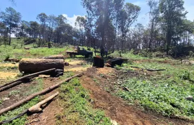 Tala de árboles continúa en Edomex: atrapan a presuntos talamontes en Lerma y los detienen