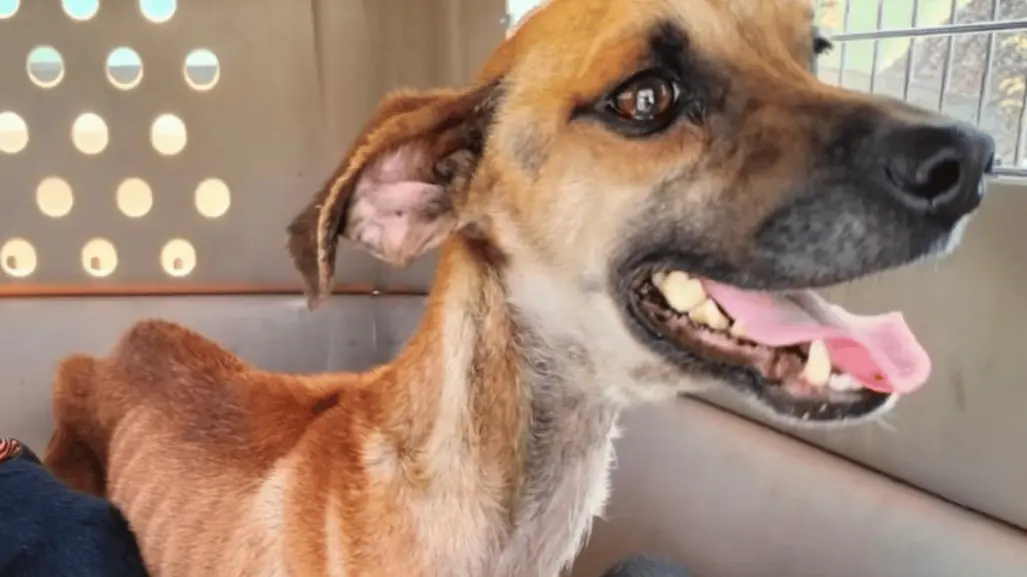 ¡En los huesos! Rescatan a 3 perritos en casa de Monterrey