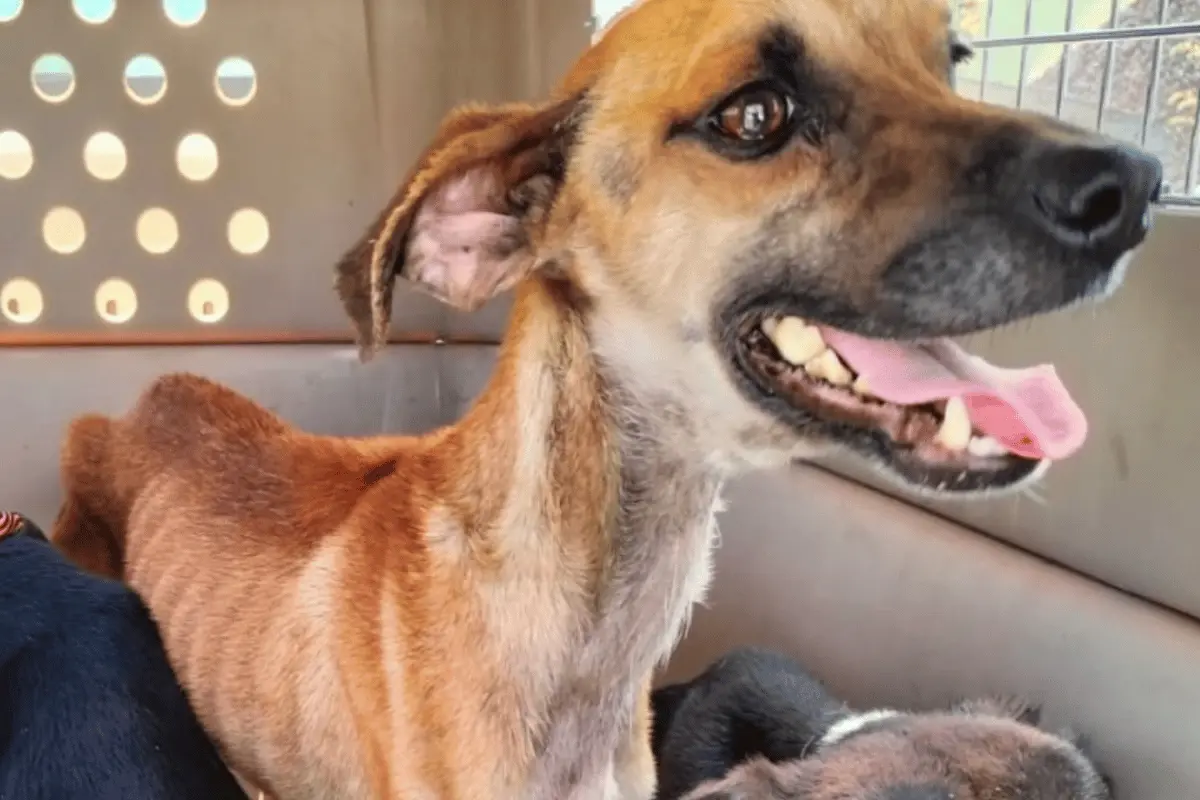 Los perritos fueron encontrados en un domicilio en el municipio de Monterrey en condiciones precarias. Foto: Secretaría de Medio Ambiente.