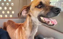¡En los huesos! Rescatan a 3 perritos en casa de Monterrey