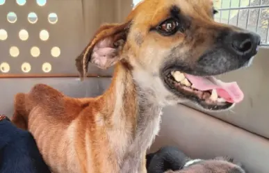 ¡En los huesos! Rescatan a 3 perritos en casa de Monterrey