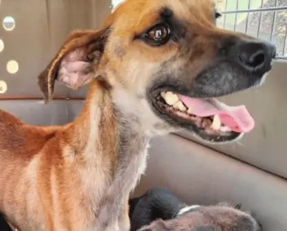 ¡En los huesos! Rescatan a 3 perritos en casa de Monterrey