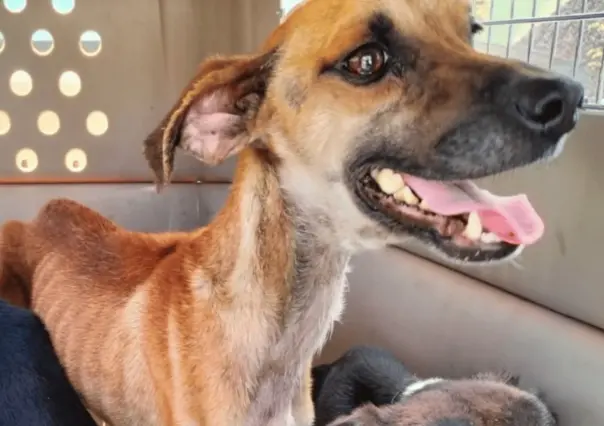 ¡En los huesos! Rescatan a 3 perritos en casa de Monterrey