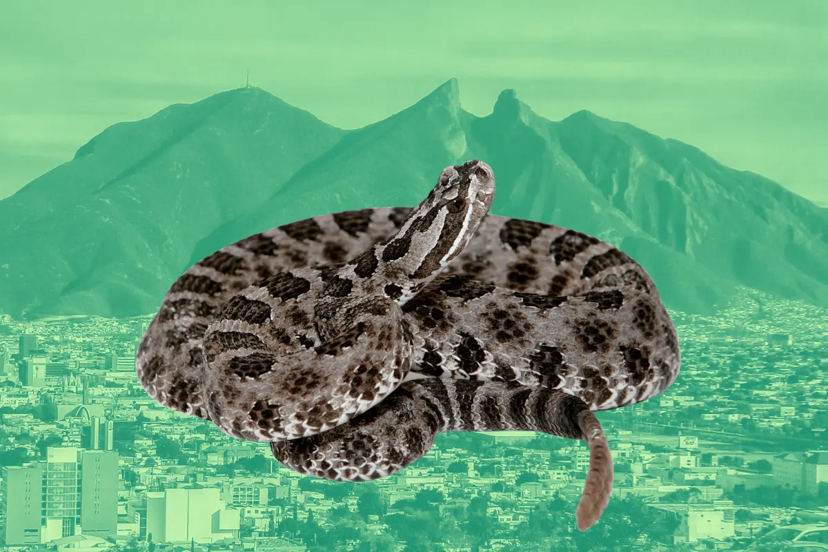 La víbora se encontraba en el camino que lleva a la cima del Cerro de la Silla. Foto: Canva.