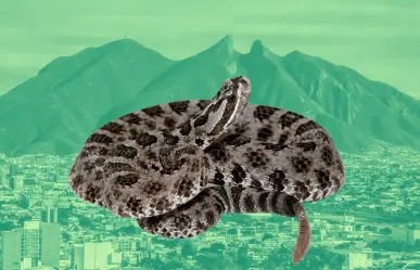 Joven se topa víbora de cascabel en camino a cima del Cerro de la Silla l VIDEO