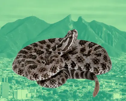Joven se topa víbora de cascabel en camino a cima del Cerro de la Silla l VIDEO