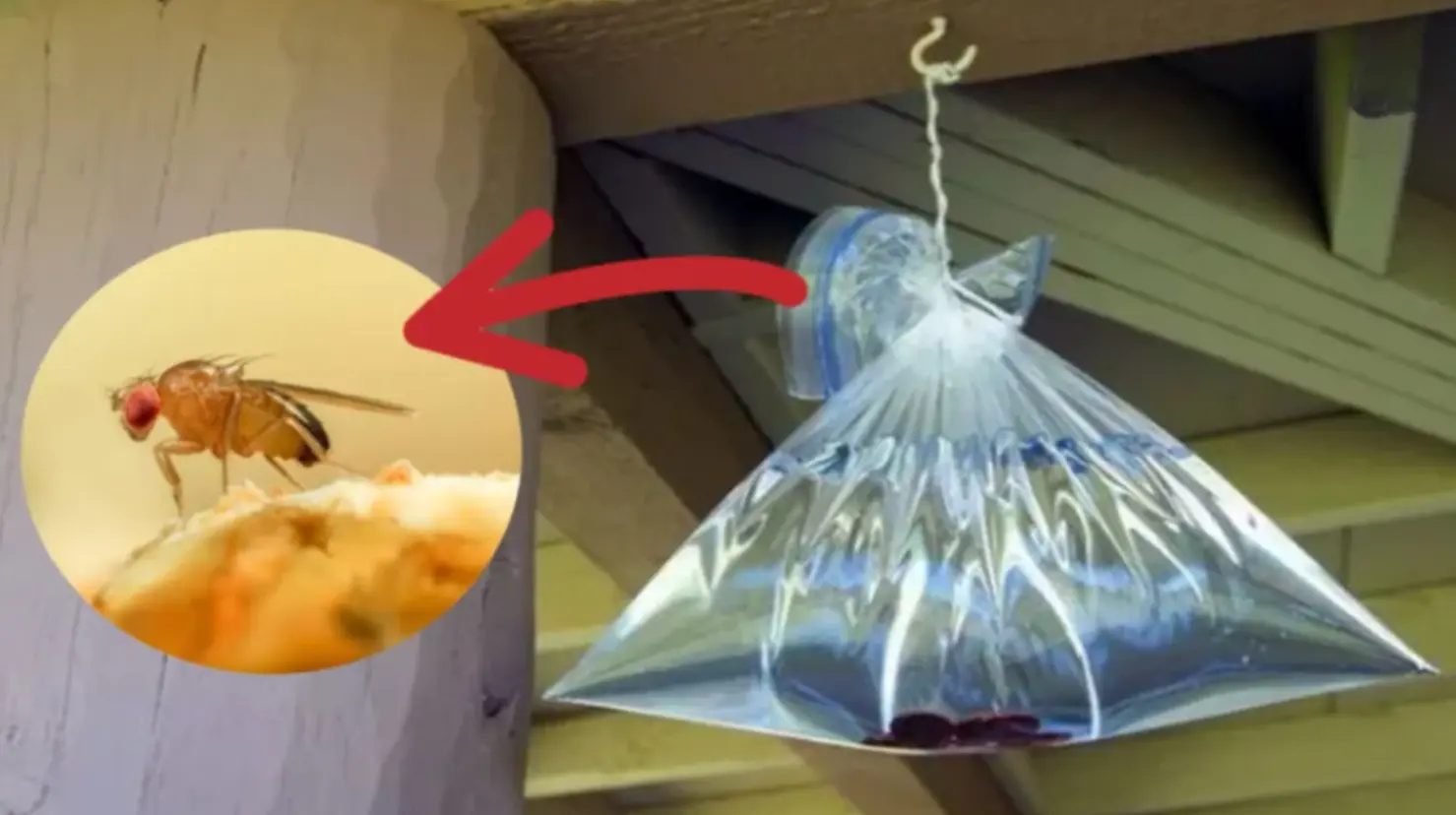 La bolsa con agua es un remedio casero antiquísimo que sigue funcionando, según la cultura popular, ahuyenta las moscas y mosquitos en verano. Foto: ensedeciencia.com