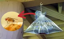 3 trucos caseros para eliminar moscas y mosquitos en verano de forma efectiva