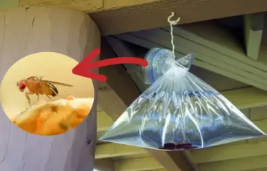 3 trucos caseros para eliminar moscas y mosquitos en verano de forma efectiva