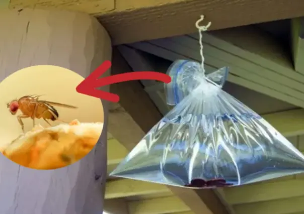 3 trucos caseros para eliminar moscas y mosquitos en verano de forma efectiva