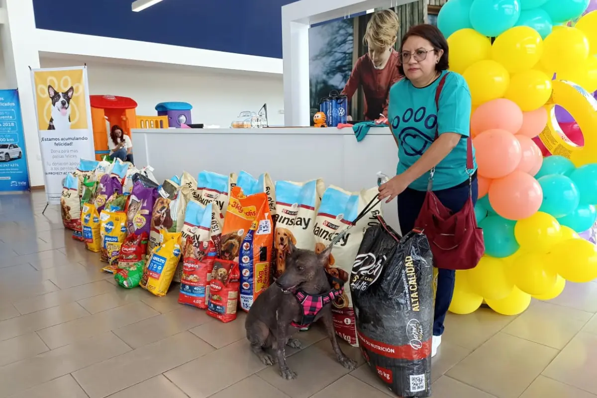 Por tercer año consecutivo la agencia Volkswagen a nivel nacional realizó el tercer croquetatón, y dicho evento se realiza en marco de la celebración del Día Mundial del perro en situación de calle. Foto: Kn Proyect A.C.