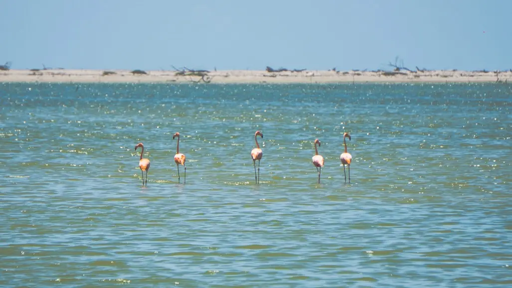 Captan por primera vez a flamencos en el sur de Tamaulipas