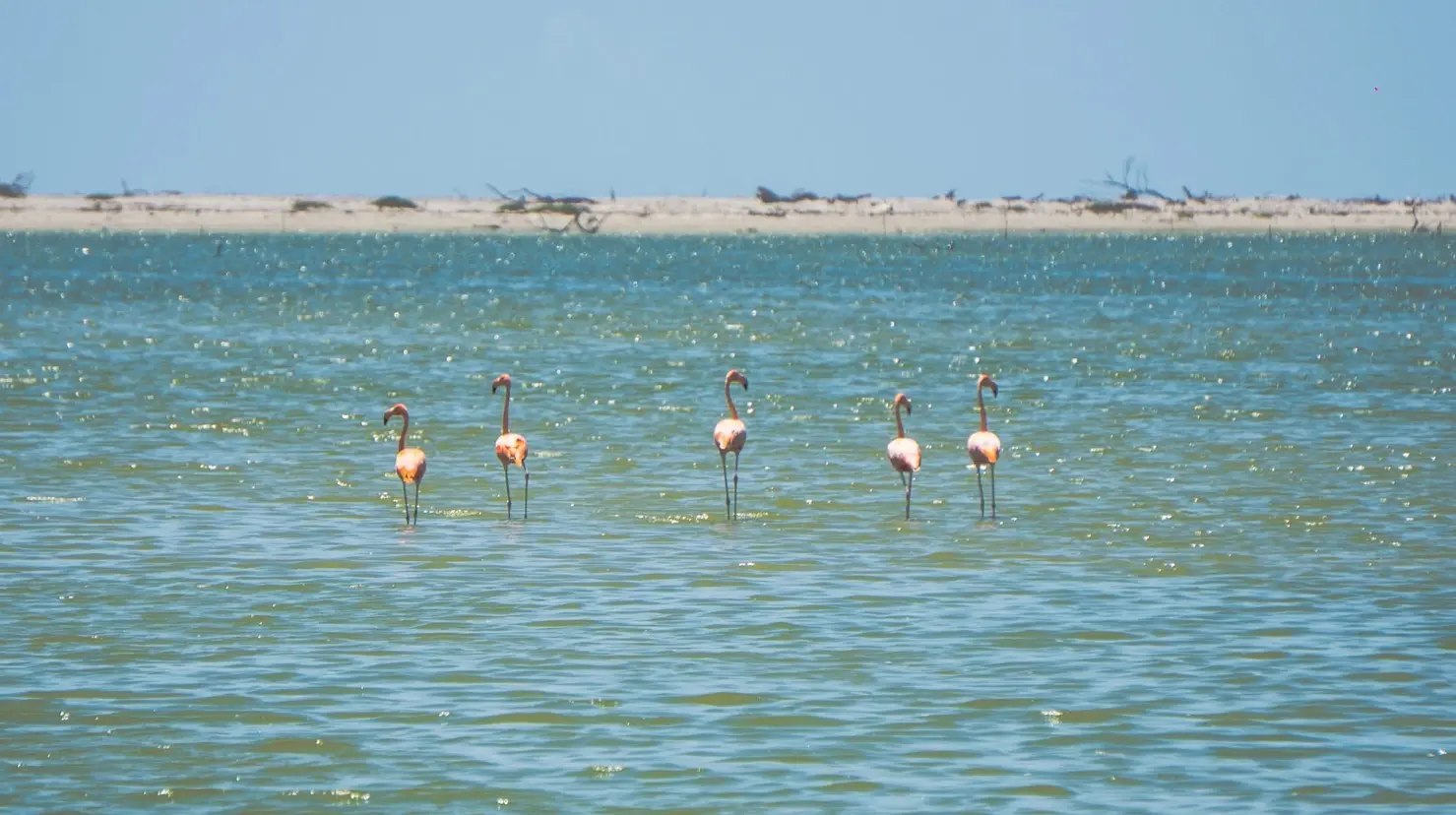 Captan por primera vez a flamencos en el sur de Tamaulipas. FOTO|YUM KAAX NORESTE
