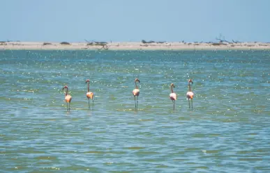 Captan por primera vez a flamencos en el sur de Tamaulipas