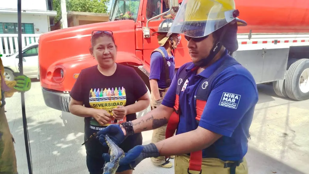 Cocodrilo sorprende a familia en el patio de su vivienda en Ciudad Madero