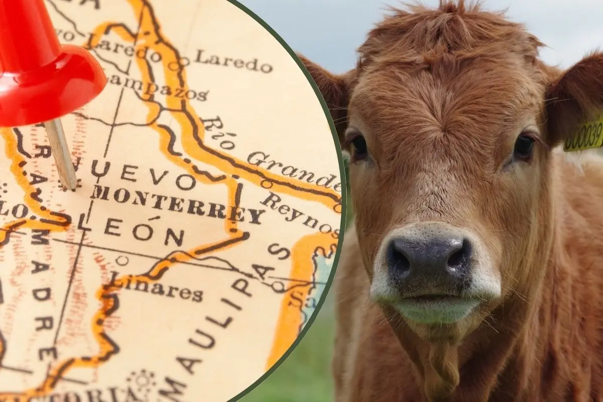 Conoce el municipio de Nuevo León que lidera la ganadería y la citricultura. Foto: CANVA