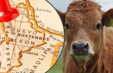 Conoce cuál es el municipio de Nuevo León que se destaca en la ganadería