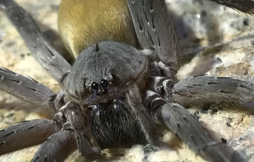 Foto: iNaturalist