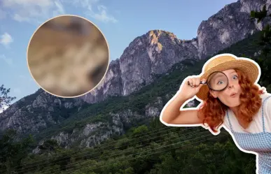 Descubre como este animal nativo de Nuevo León puede sobrevivir siendo excavador silencioso
