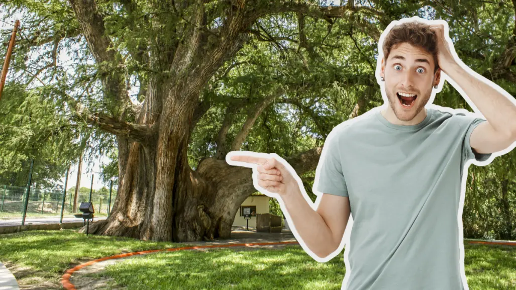 El municipio de Nuevo León que resguarda un árbol milenario