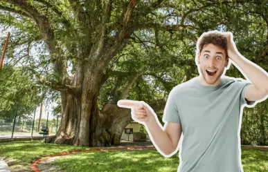 El municipio de Nuevo León que resguarda un árbol milenario
